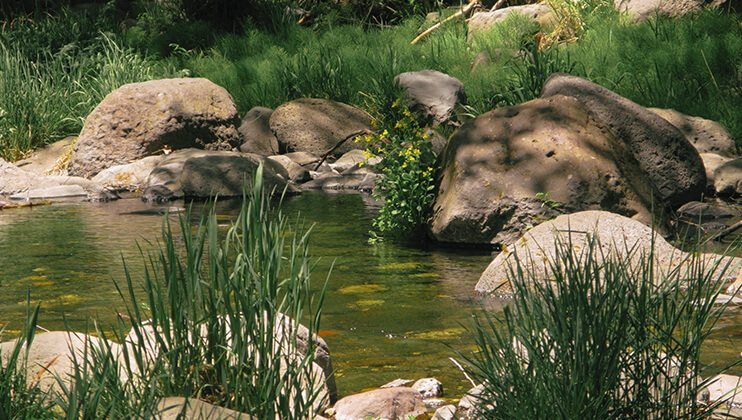 bask in the beauty of the calming nature