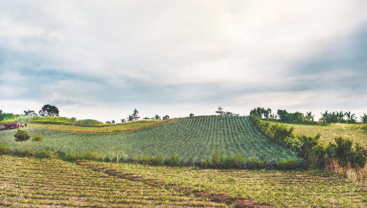 appreciate the horizon on a long stretch of pineapple fields